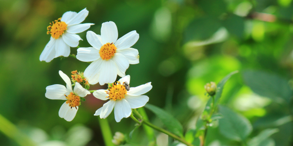 宮古ビデンス・ピローサ