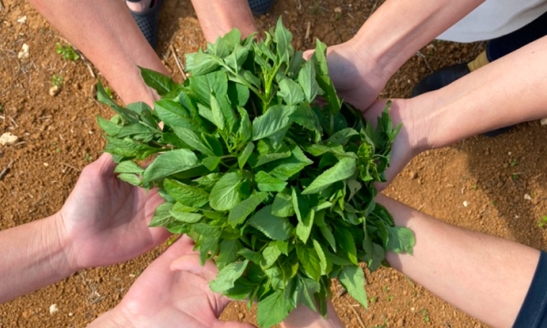 農薬・化学肥料不使用
